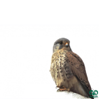 گونه دلیجه Common Kestrel